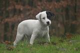 PARSON RUSSEL TERRIER 234